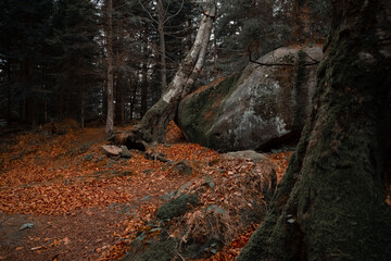 ancient forest landscape with falling trees and megalith stones dramatic moody environment space...