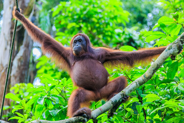 orangutans or pongo pygmaeus is the only asian great found on the island of Borneo and Sumatra © Yusnizam Yusof