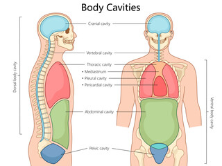 human body cavities, including cranial, thoracic, abdominal, and pelvic, in front and side views structure diagram hand drawn schematic vector illustration. Medical science educational illustration