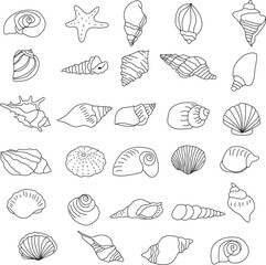 sea, vector, shell, ocean, outline, underwater, shellfish, water, design, illustration, isolated, marine, seashell, beach, seafood, scallop, aquatic, animal, nature, line, summer, graphic, drawing