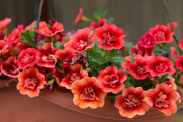 Calibrahoa Flower (Double Dark Red)