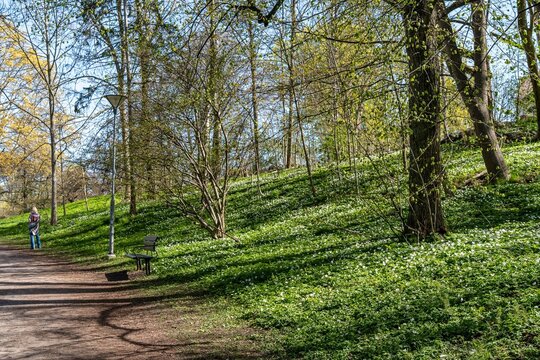 Wood anemone flowering in city park &Aring;backarna along Motala Stream in Norrk&ouml;ping. Norrk&ouml;ping is a historic industrial town in Sweden.