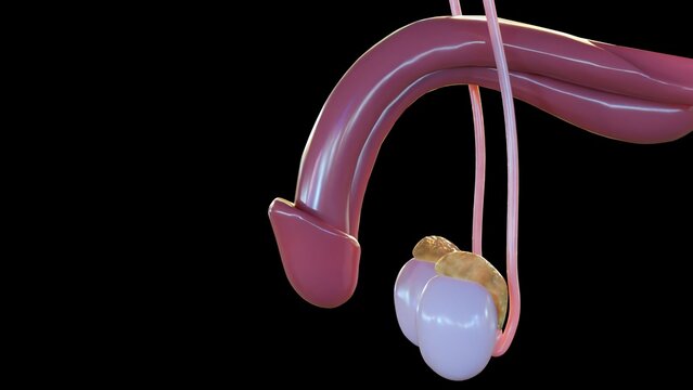 3d rendering of penis, testes and epididymis on the black background