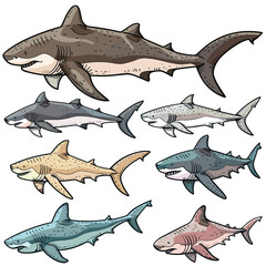 Obraz premium Collection various shark species illustrations, marine life diversity, shark identification chart. Detailed drawings sharks, educational material ocean biology illustration, species guide. Cartoon