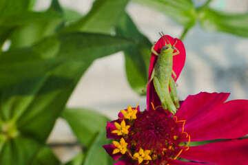 Grasshopper insect on flower petals