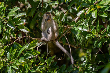 Long-tailed Macaque - Macaca fascicularis, common monkey from Southeast Asia forests, woodlands and gardens, Borneo, Malaysia.