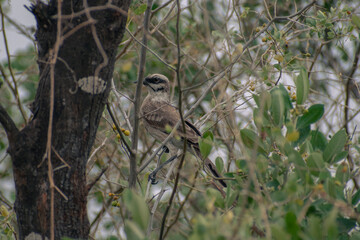 Bird amidst branches, nature's poetry in motion.