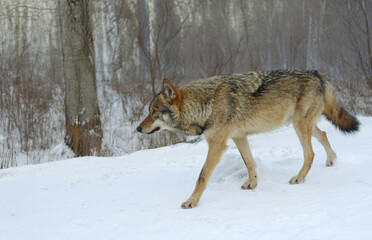 walking wolf through the winter forest