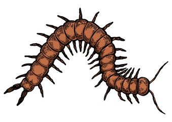 Scolopendra insect animal sketch engraving PNG illustration. T-shirt apparel print design. Scratch board imitation. Black and white hand drawn image.