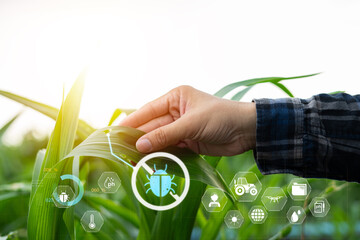 Smart Farming with IoT Growing Corn Seedlings with Infographics Smart Farming and Precision...