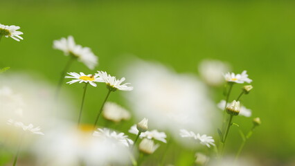 Summer chamomile field. Daisy flower on a sunny summer day. White daisies in a green field. Close...