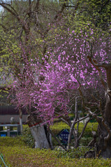 A Taste of Lanzhou - Spring