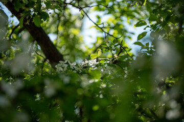 서울의 봄 풍경