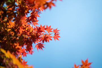 서울의 봄 풍경