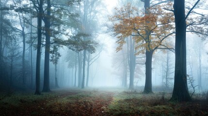 Obraz premium Misty Forest in the Lowland