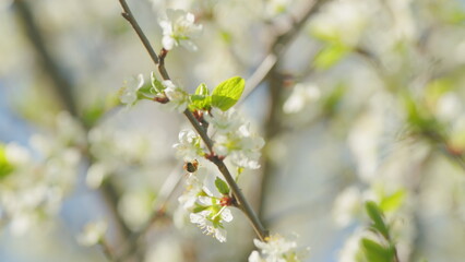 Fototapeta premium Flowering cherry flowers. Spring flowering cherry tree. White petals. Nature in springtime. Slow motion.