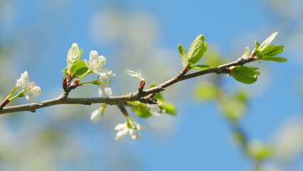 White cherry blossom blooming in a garden. Cherry tree in spring season. Slow motion.