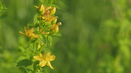 In the wild bloom hypericum perforatum. Yellow blossoms of hypericum perforatum, a herbal medicine. - obrazy, fototapety, plakaty