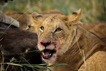 Lion with blood on its face, Maasai Mara, Kenya