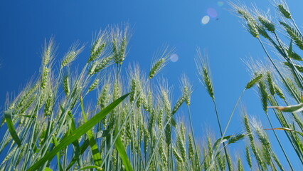 Fototapeta premium Beautiful blue sky. Green wheat field, ears of wheat swaying from gentle wind. Low anlgle view. Grain harvest ripens in summer.