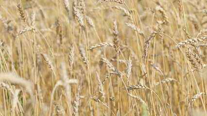 Wind blows the wheat in the field. Ripe spikelets of wheat in a field at sunny day. Slow motion.