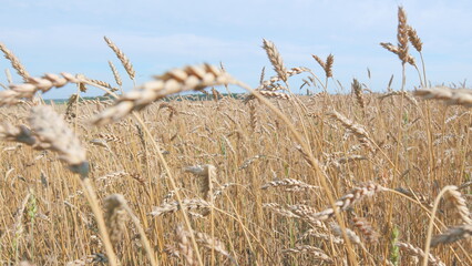 Golden spikelets of ripe wheat wave in light wind in agricultural field against clear blue sky. Low angle view. © artifex.orlova
