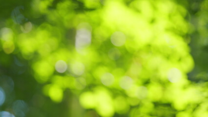 Green bokeh light background blur. Sparkling circular motion bokeh. Light and sun lens flares. Blur.