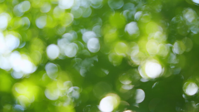 Nature of green leaf in garden at summer. Green bokeh in the forest with sunshine. Blur.
