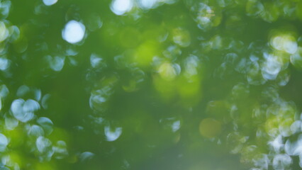 Beautiful green nature background. Defocused leaves of trees and soft sunset sunlight through...