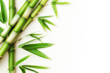 Bamboo stems and leaves on white background, copyspace