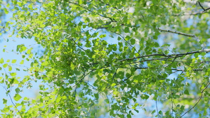 European white birch. Branch of a birch close up with green leaves and drooping catkins. Slow...