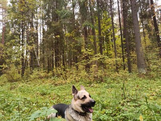 Dog German Shepherd in the green forest in summer, spring or autumn season. Russian eastern...