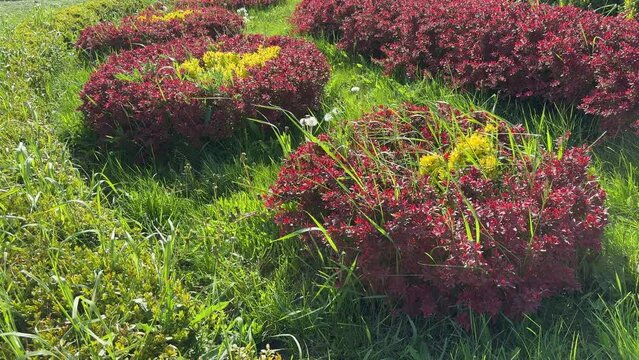 Barbaris thunbergii and boxwood shrubs in the park.