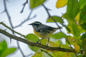 Fototapeta premium bird on a branch