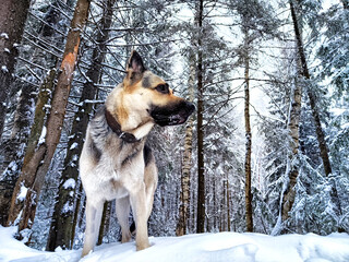 Dog German Shepherd in a forest or in a park in a winter day and white snow arround. Waiting eastern European dog veo and white snow