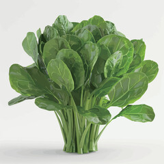 a bunch of spinach in a glass vase with a white background.