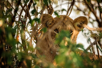 Lion in the thicket, Maasai Mara, Kenya