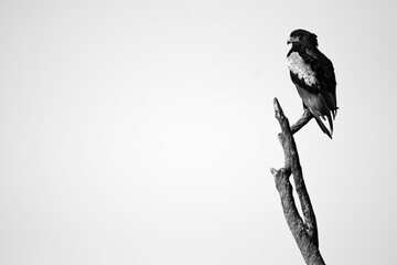 Black and white image of Bateleur eagle perched on a branch, Maasai Mara, Kenya