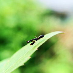 The baby praying mantis is ready to attack