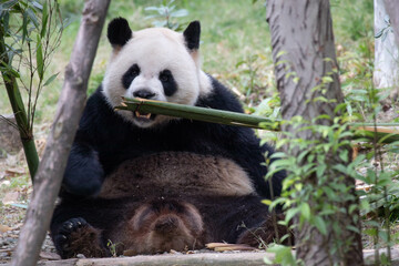 Obraz premium Close up Giant Panda , Panda Paradise, Dujiangyan, China