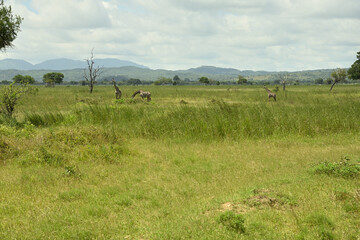 Giraffes roaming on savanah of Tanzania
