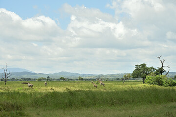 Giraffes roaming on savanah of Tanzania