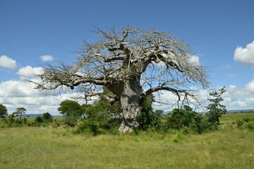 Majestic baobab trees  known for its incredible longevity and ability to store water.