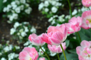 Double Late Tulip Upstar flowers
