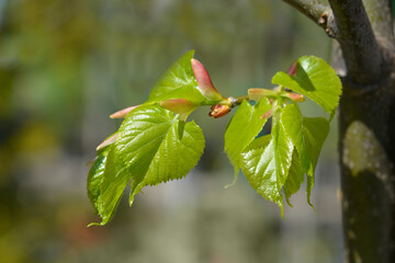 Small-leaved lime branch with new leaves