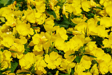 Bright yellow flowers of Evening Primrose (Oenothera biennis) in summer garden