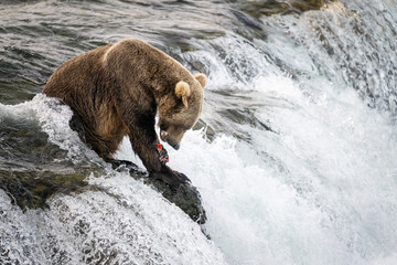 Alaska brown bear eating sockeye salmon on top of Brooks Falls. Katmai National Park. Alaska. USA.