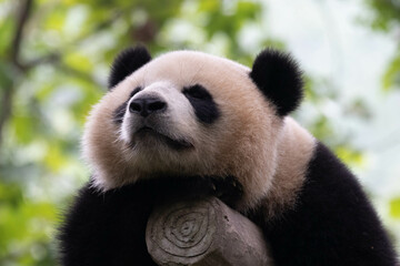 Close up Giant Panda , Panda Paradise, Dujiangyan, China