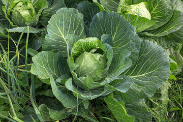 Cabbage grows in the garden