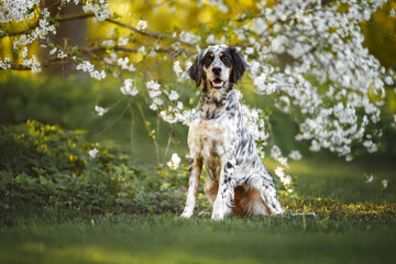 cute young english setter dog sitting outdoors in spring